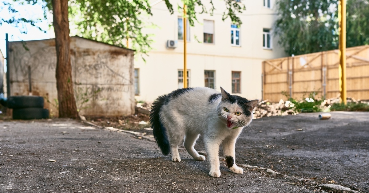 Вот такая фигня собачка