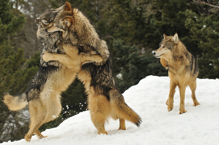 When I met a friend whom I had not seen for a long time. - The photo, Animals, Wolf, Snow, Hugs
