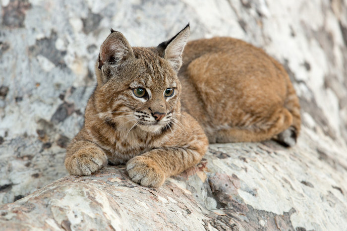 Photo - The photo, Images, Animals, Lynx