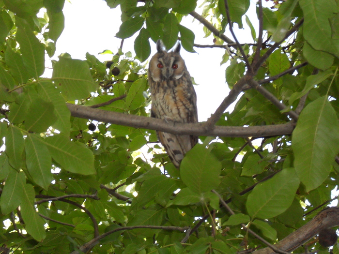 Eared owl - My, Owl, Eared, Milota, Birds, Longpost
