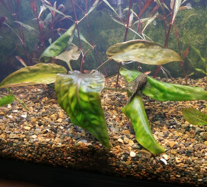 Tell me please!!! - Aquarium plants, Aquarium, My, The photo, Question