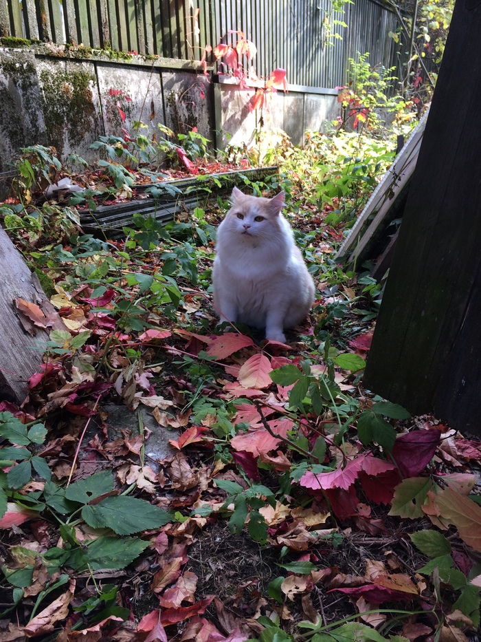 Приключения кота  Батона на даче. - Моё, Кот, Животные, Первый пост, Длиннопост