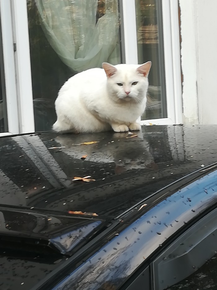 Doesn't bark, doesn't bite, guards the car - Nightmare, cat, Longpost