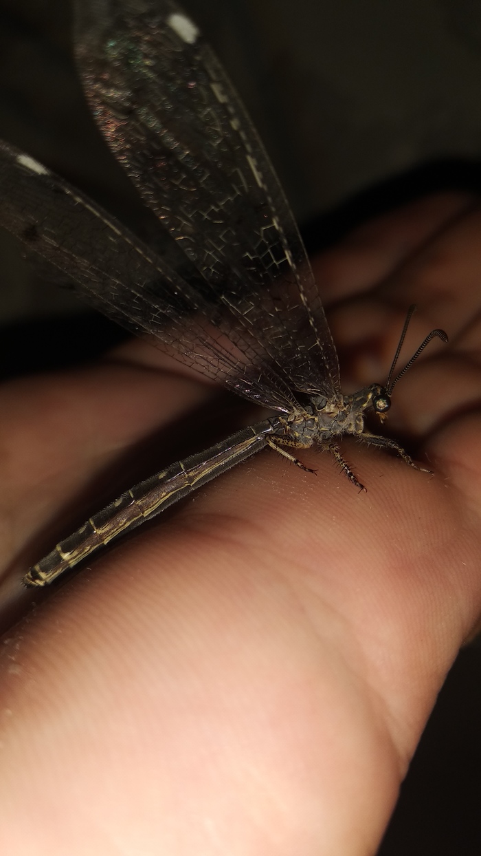 Who is this? - My, Caught, Dragonfly