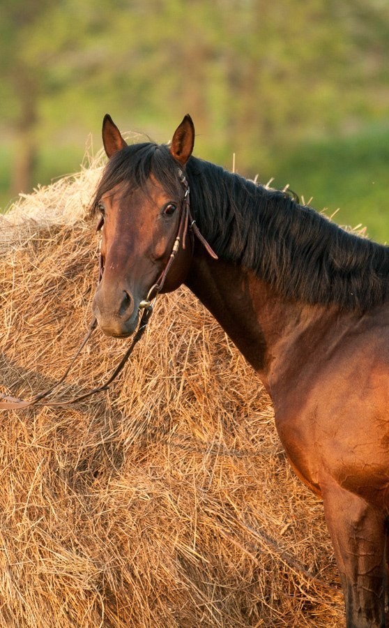 A bit about horses and photos. - My, Horses, The photo, Llama, Knight, Longpost, Knights