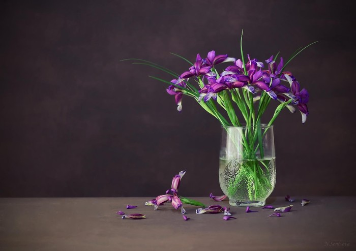 Listening to the silence - Bouquet, The photo, Flowers, Irises