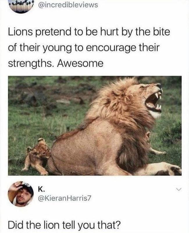 Incredible! - a lion, Bite, Translation