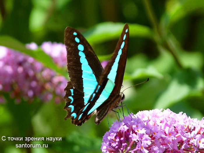 Butterflies can perceive an incredible number of colors - Insects, Entomology, Evolution, Evolution theory, Atheism, The science, Butterfly, Zoology, Longpost