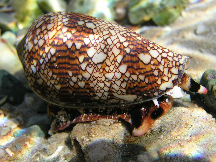 Deadly molluscs in service with medicine - My, Clam, Cone, Medications, Pain reliever, The medicine, Video, Longpost