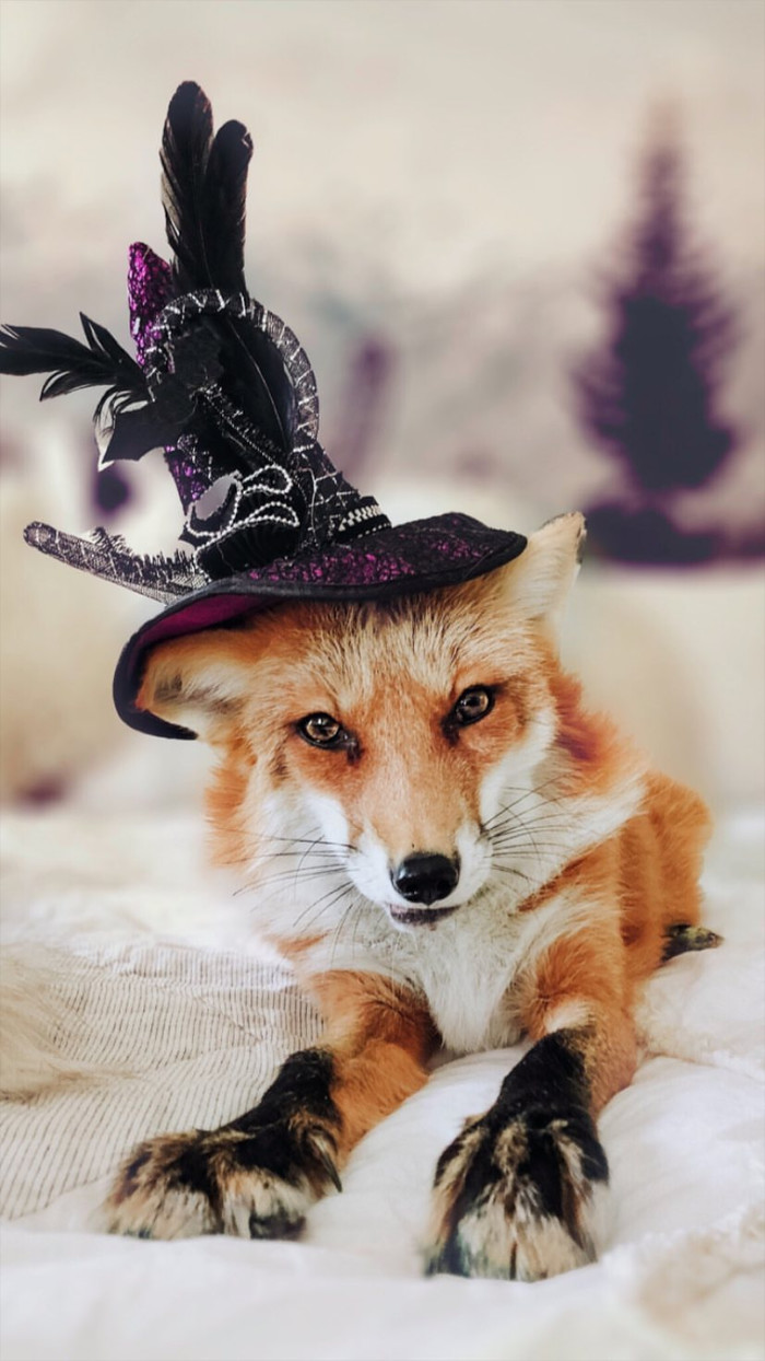 Are you ready for Halloween? - The photo, Fox, Fox Juniper, Halloween, Domestic fox