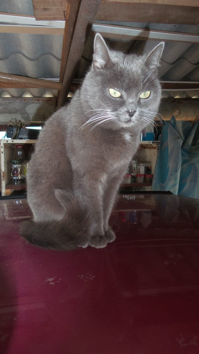 Our Musa is 18 years old and she is beautiful! - My, Musya cat, Long-liver, Longpost, cat