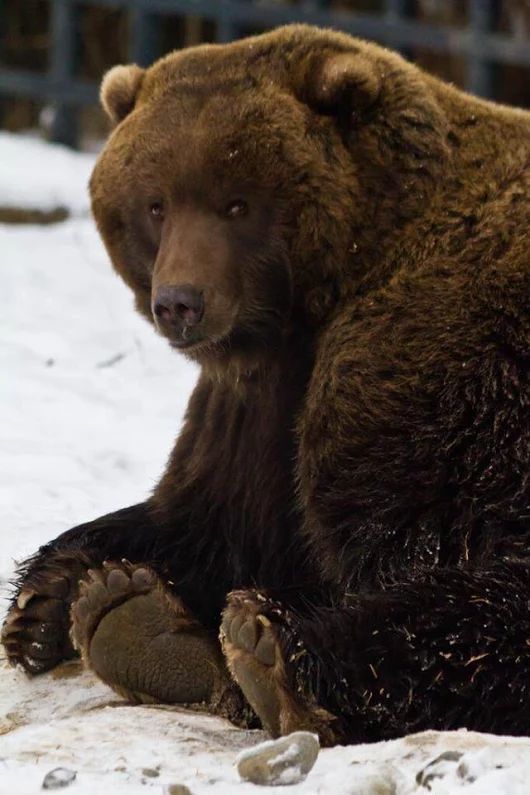 Who hurt the teddy bear? - The photo, The Bears, Snow