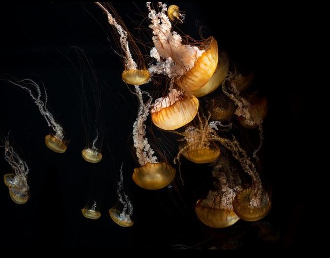 Jellyfish: Strange, slippery, brainless, flawless. - Jellyfish, Ocean, Longpost