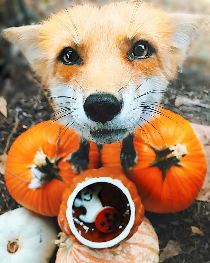 How Juniper and her family celebrate Halloween - Fox, Domestic fox, , Animals, Fox Juniper, Video, Longpost, Halloween