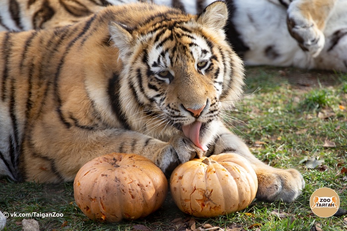 Tiggers-played! Zoo Taigan. Pumpkin day. - My, , Taigan Lions Park, Zoo, Animals, Crimea, cat, Tiger, Longpost