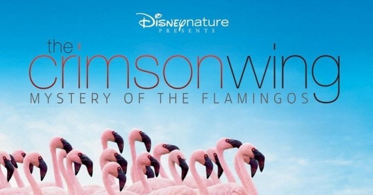 Пурпурные Крылья тайна Фламинго. Arrival of the Birds the Cinematic Orchestra. Пурпурные Крылья тайна Фламинго DVD.