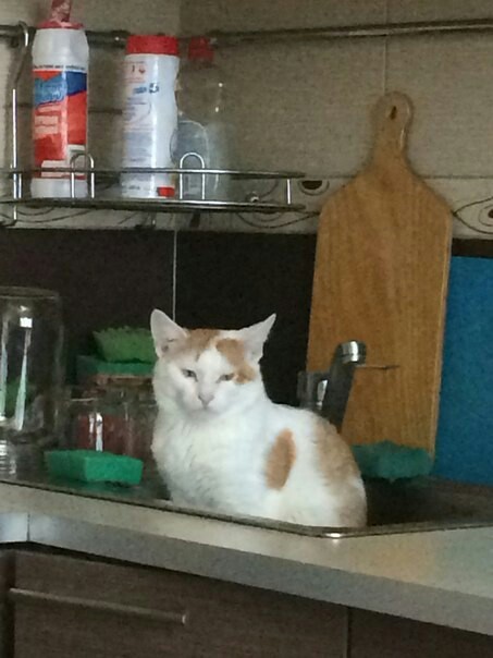 When you try to find the meaning of life even in a shell - cat, Sink, Kitchen, Mobile photography