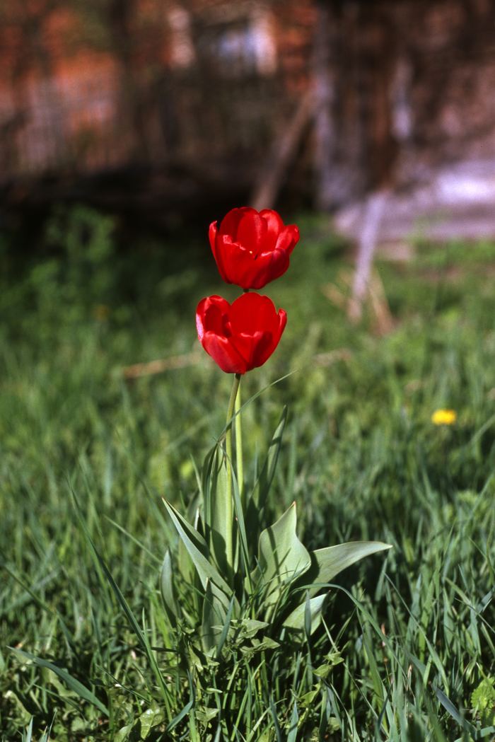 Tulip - My, Flowers, Tulips, Slide, Ektachrome