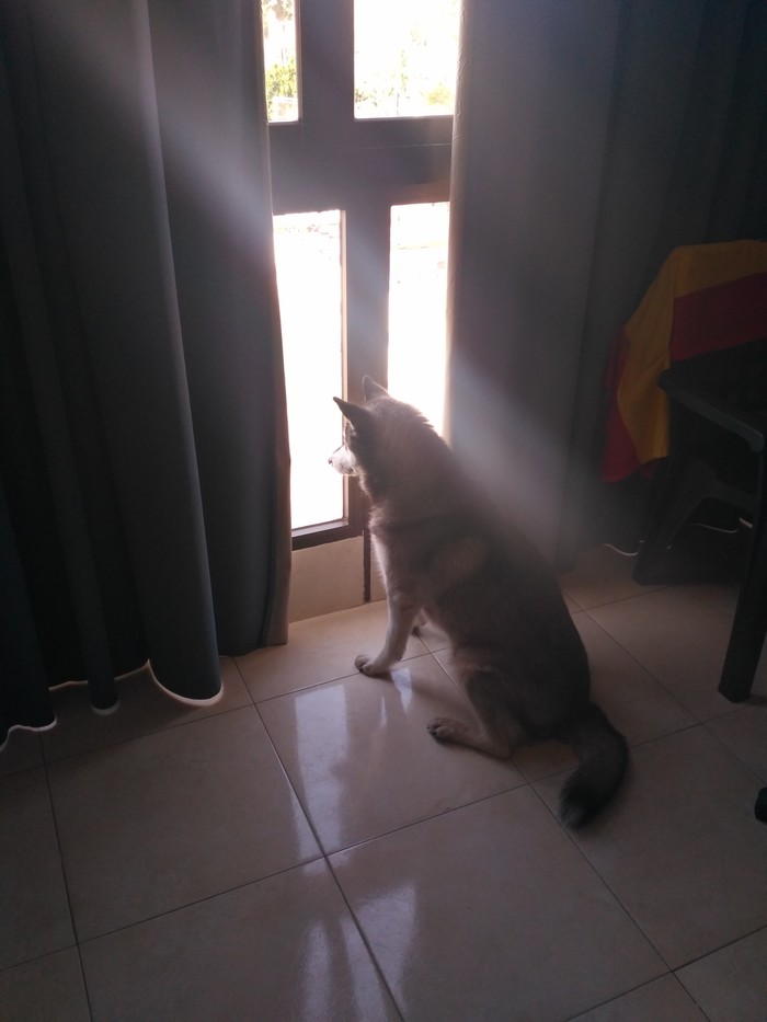 On guard! - My, Husky, The photo, Summer