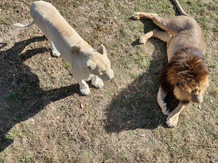 Парк львов тайган | Пикабу
