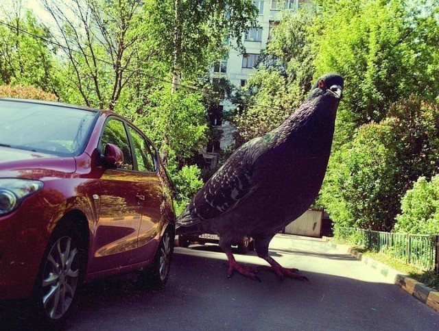 In St. Petersburg, some fat seagull shit on a car - Society, Russia, Saint Petersburg, Auto, Vandalism, Driver, Jeep, Longpost