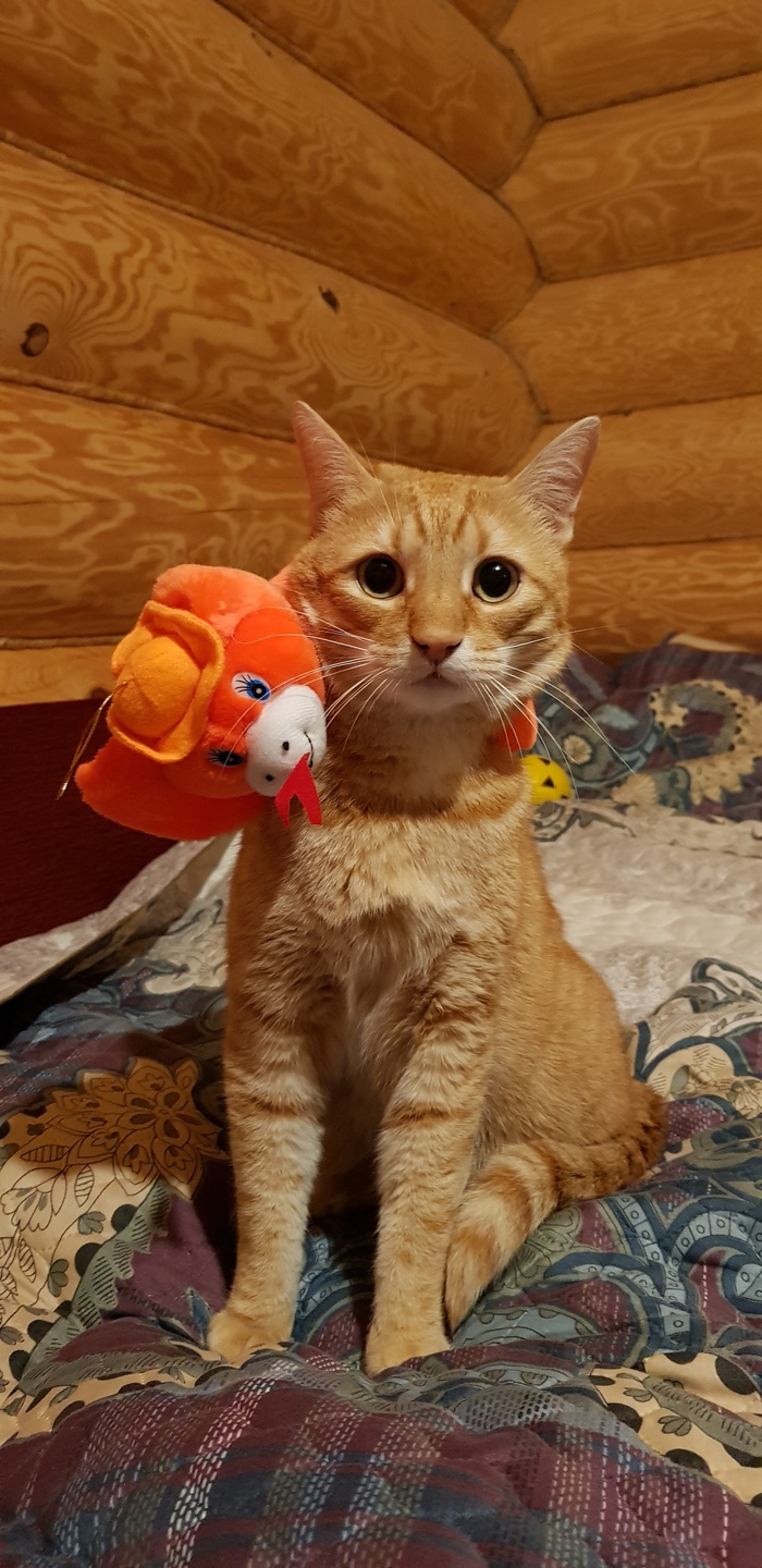 My friend and I - My, cat, Catomafia, Soft toy, Pets, Longpost