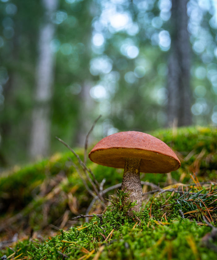 Podosinovichek - My, Forest, Moss, Boletus, Redhead, Mushrooms