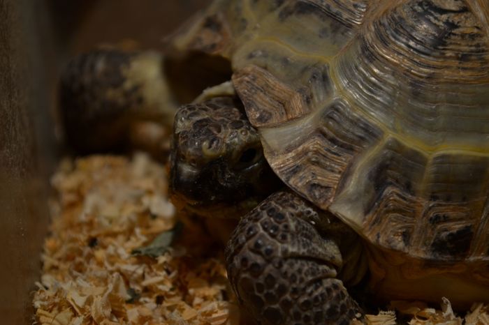 Turtles - My, Turtle, Reptiles, Pets