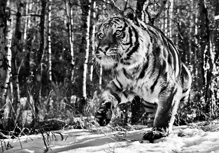 The hunt has begun... - Tiger, Winter, Predator, Sight, Hunting, beauty, Power, Wild animals