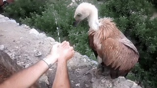 Опа, водичка