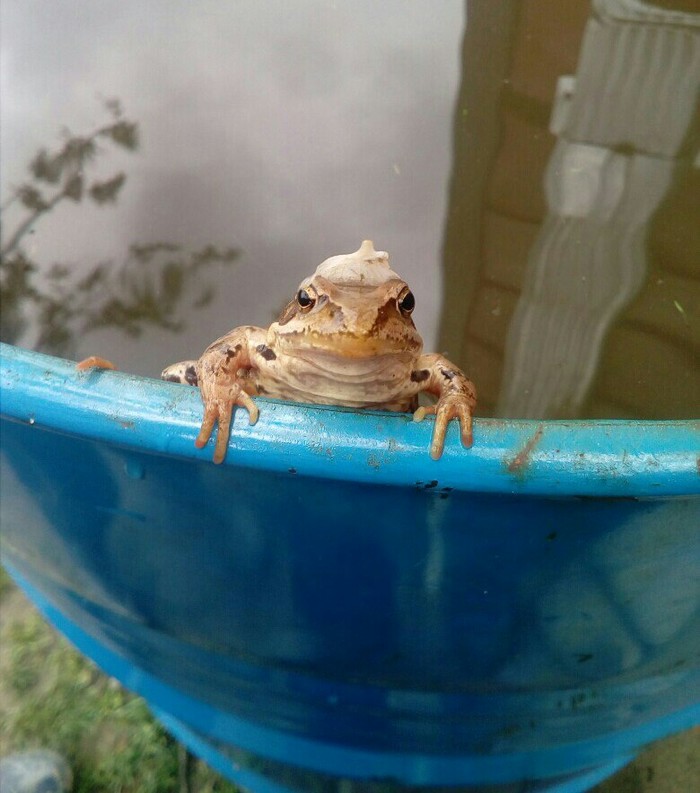Frog - My, Frogs, The photo, Dacha, Barrel