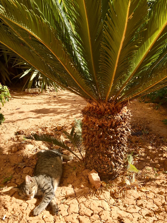 Autumn cat - My, Autumn, Palm trees, cat