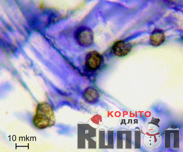 Экспертиза давности штрихов на бумаге и их очередности - Runion, Экспертиза, Почерк, Криминалистика, Длиннопост