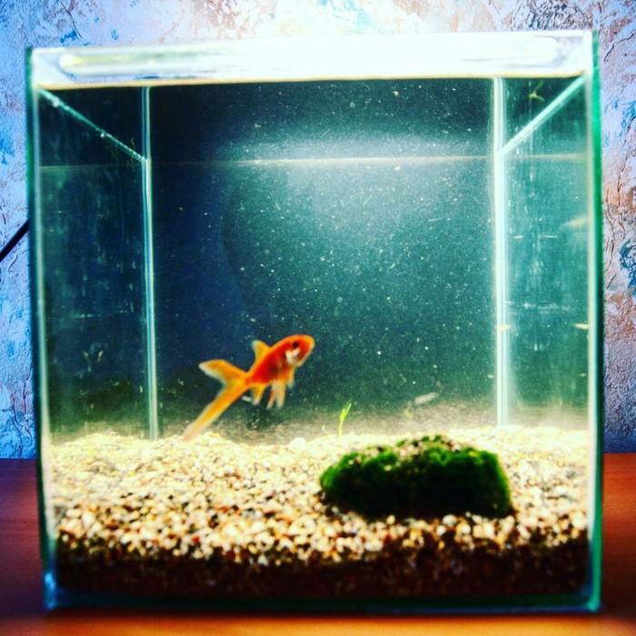 Are you tired of YouTube? - My, Longpost, Buddha, Aquarium, Design