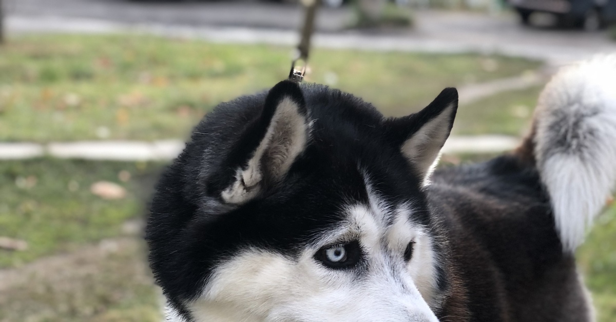 Хаски москва