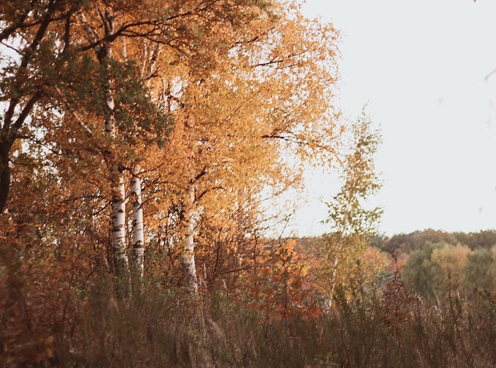 Redhead autumn - My, Autumn, Leaves, beauty, Seasons