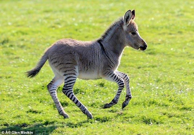 Cute zebroid - , Donkey, zebra, Children, Foal, Milota, In the animal world