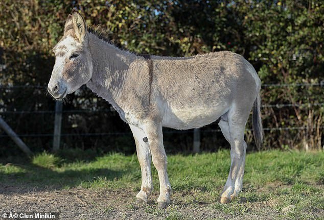 Cute zebroid - , Donkey, zebra, Children, Foal, Milota, In the animal world