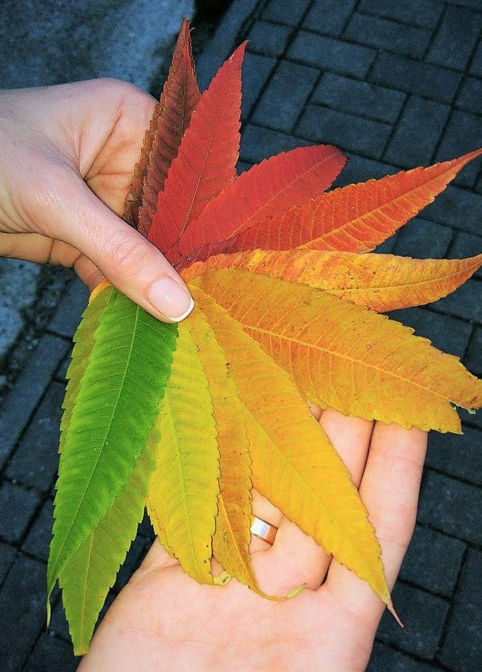 Autumn colors - My, , Range, Photo on sneaker, Autumn