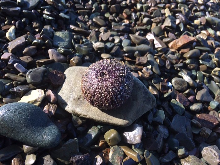 What is this thing? Found in Kamchatka. - Interesting, What's this?