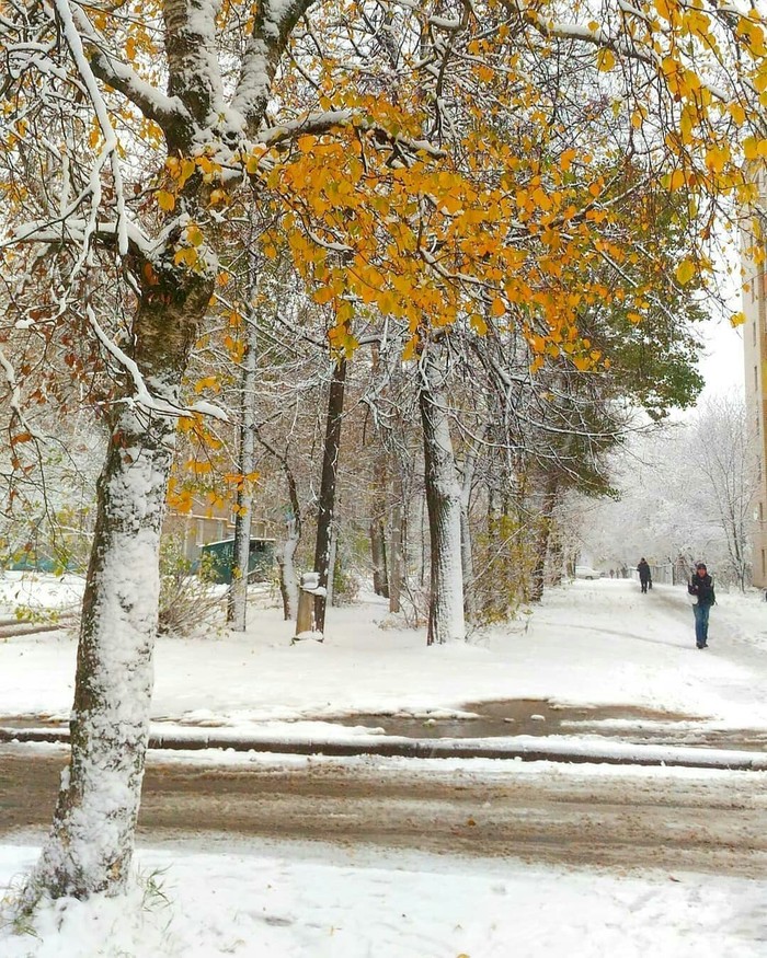 First snow in Cherepovets. - Cherepovets, Russia, Snow, The photo, beauty, Autumn, Nature, beauty of nature, Longpost