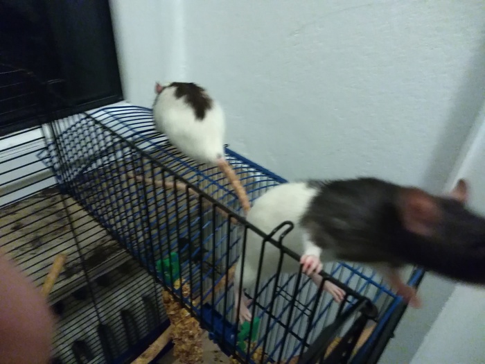    ,  ,  , 