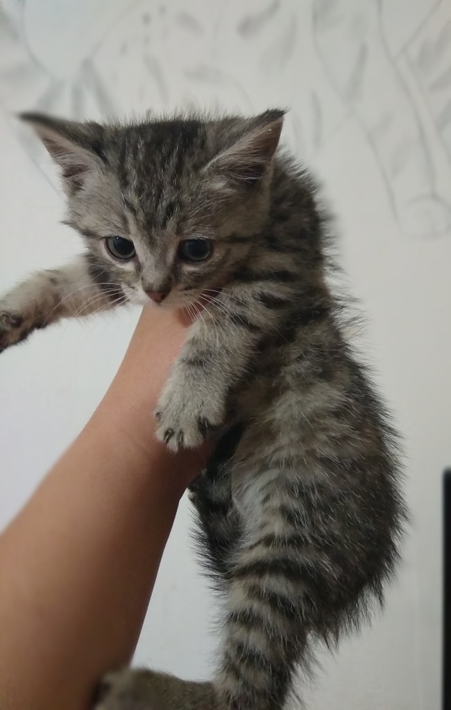 The kids need a home urgently! - My, Kittens, Animal shelter, In good hands, Chelyabinsk, , Longpost, cat, No rating