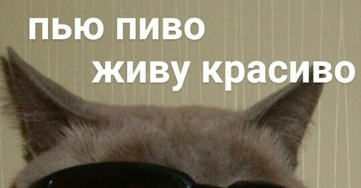 Кот с пивом мем