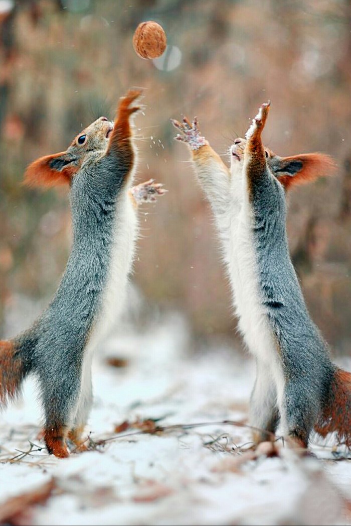 Basketball squirrels - Squirrel, , Nuts, Walnuts, Animals