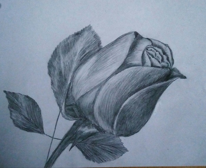 Picture. Rose. - My, Pencil drawing, the Rose, Sketch, Drawing, Pencil, Flowers