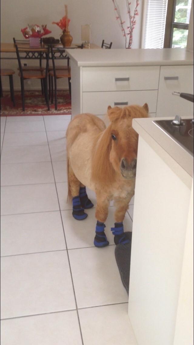 The horse was allowed into the house because the weather forecast promised a storm - Horses, Mini Horses, Pony