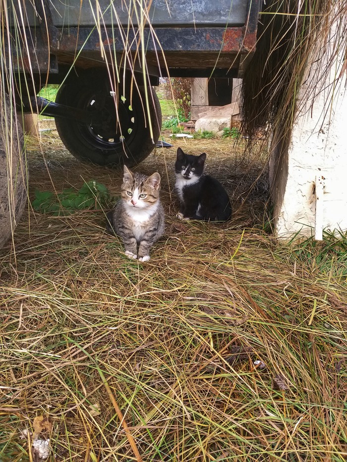 Country people - My, cat, Kittens, Milota, Village, Longpost