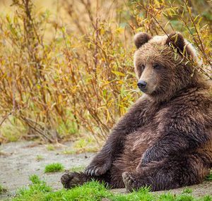 Ready for winter - The Bears, The photo, Photographer Gennady Yusin