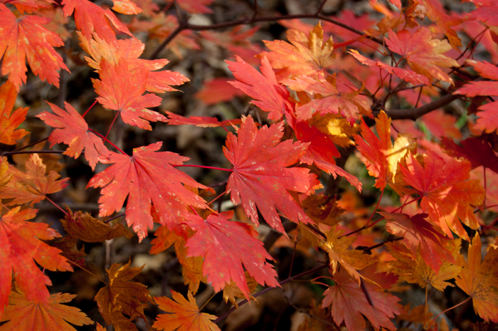 Autumn palette. - My, Autumn, Nikon, Nikkor, Nikon D40, Nature, Longpost